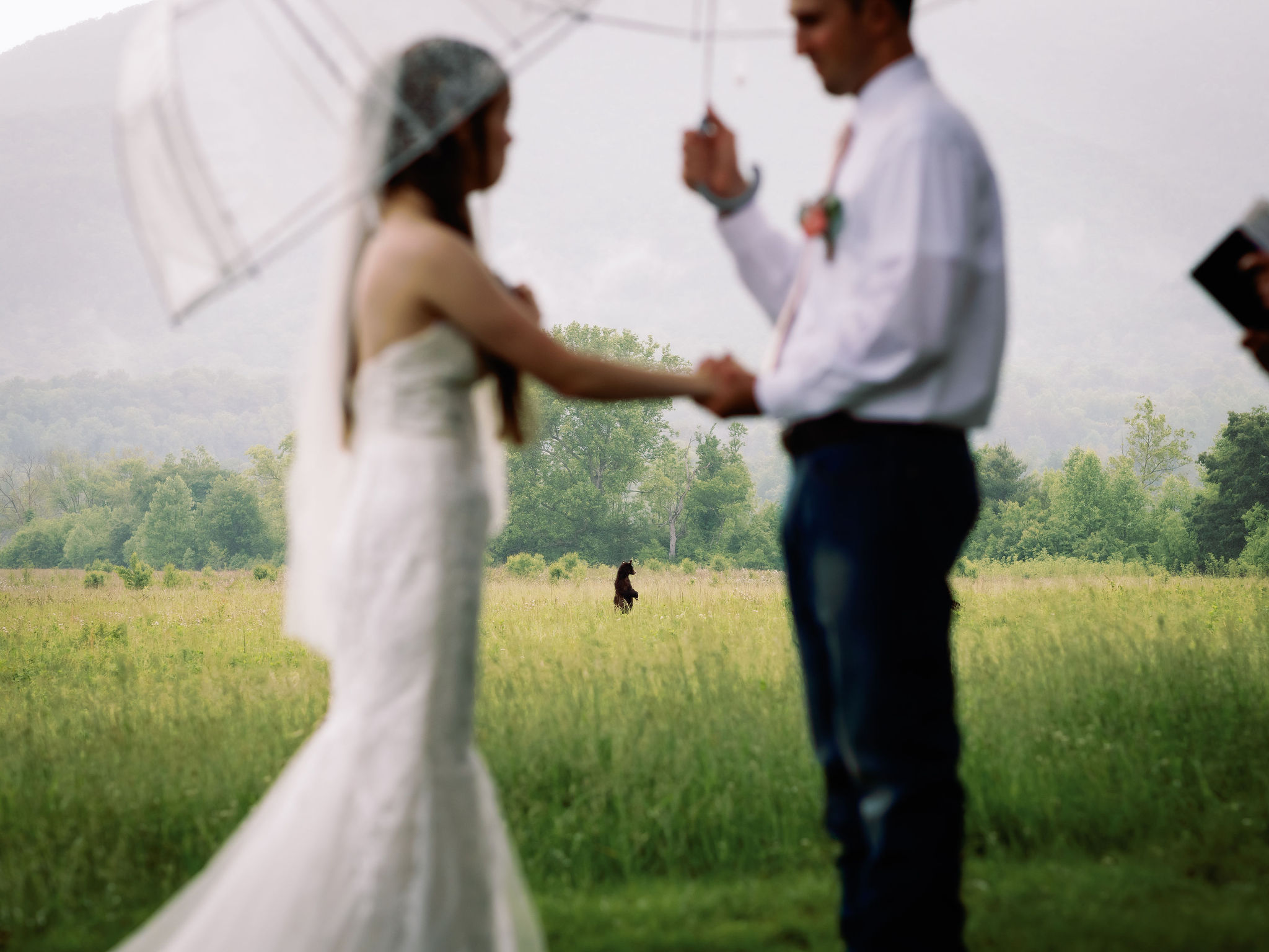 Cades Cove in the Fall with bride and groom holding hands during their ceremony with a black bear in the distance